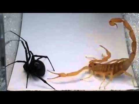 «Μαύρη χήρα» εναντίον σκορπιού σε μια μάχη μέχρι θανάτου! (βίντεο)